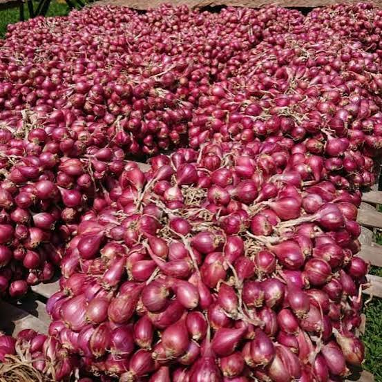 bawang merah mentah